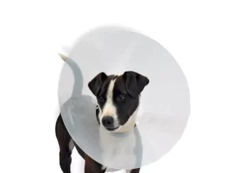 Classic E-COLLAR